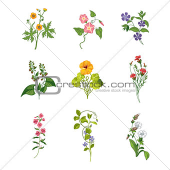 Wild Flowers Hand Drawn Set Of Detailed Illustrations