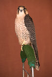 Peregrine Falcon perched