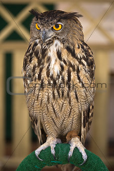 Portrait of a European Eagle-Owl