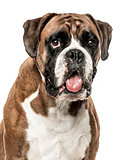 Close-up of Boxer panting, 6 years old, isolated on white