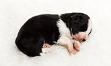 21 day old crossbreed puppy sleeping peacefully on white fur