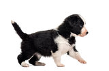 Side view of a crossbreed puppy walking isolated on white
