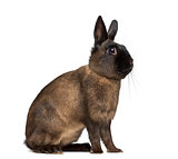Side view of an Alaska rabbit isolated on white