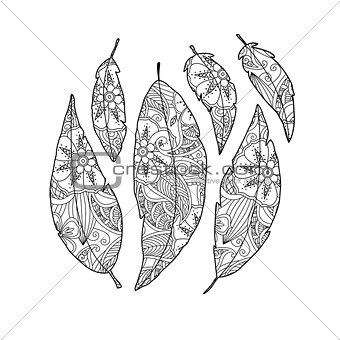 Set of bird feather with ornament inside isolated on white.