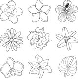 Vector illustration of tropical flowers set