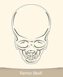 skull illustration isolated on white background. Vector mode