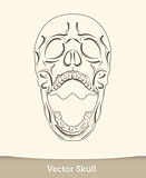 skull illustration isolated on white background. Vector mode