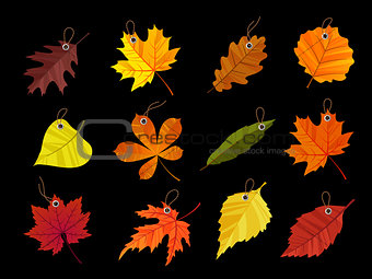 Autumn leaves tags isolated on black background. Vector illustration