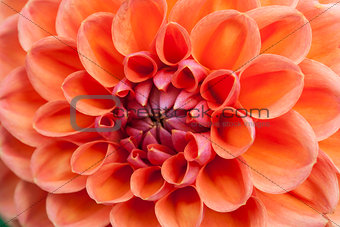 Orange flower in macro view