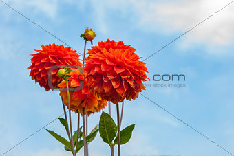 Orange flowers against the sky