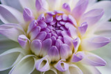 Purple flower in macro view