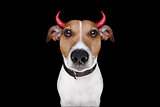 halloween devil dog isolated on black