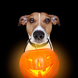 halloween pumpkin dog isolated on black
