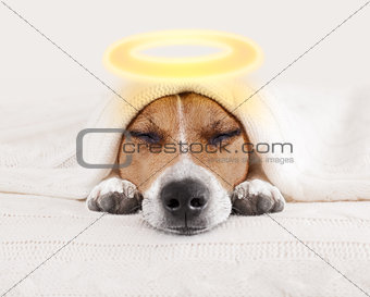  sleeping angel halo dog in bed