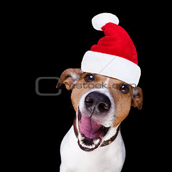 christmas santa claus dog isolated on black