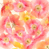 Poppy Flowers Blossom 