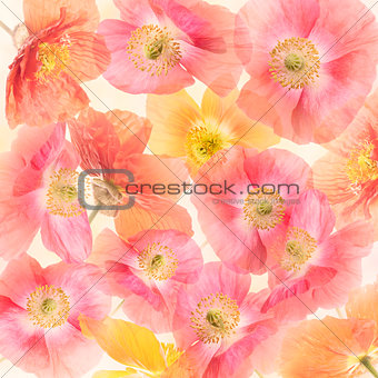 Poppy Flowers Blossom 