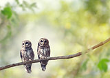 Young Barred Owls