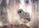 Barred Owlet  on a Branch
