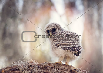 Barred Owlet  on a Branch