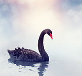 Black Swan Swimming