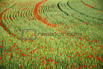 Field detail with poppies