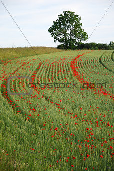 Wheel tracks with blossom poppies