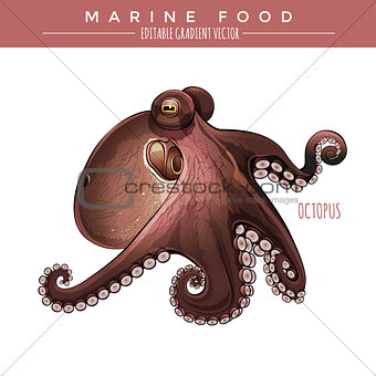 Octopus. Marine Food