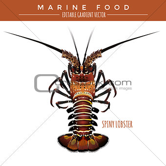 Spiny Lobster. Marine Food
