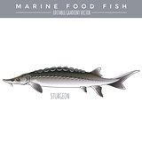 Sturgeon. Marine Food Fish