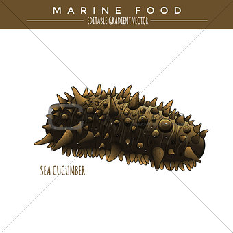 Sea Cucumber. Marine Food