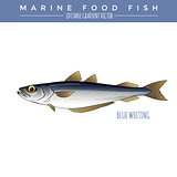 Blue Whiting. Marine Food Fish