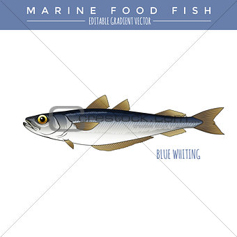 Blue Whiting. Marine Food Fish