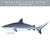 Gray Shark. Marine Food Fish
