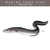 Eel. Marine Food Fish
