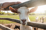 white goat closeup