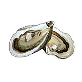 Oyster, Isolated Illustration
