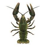 Lobster, Isolated Illustration