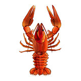 Red Lobster, Isolated Illustration