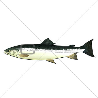 Salmon, Isolated Illustration
