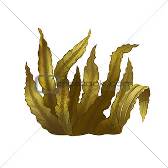 Sea Kelp, Isolated Illustration