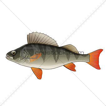 Perch, Isolated Illustration