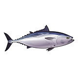 Tuna, Isolated Illustration