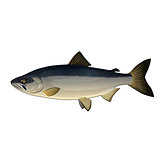 Chum Salmon, Isolated Illustration