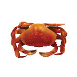 Crab, Isolated Illustration