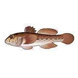 Goby, Isolated Illustration