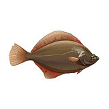 Flounder, Isolated Illustration