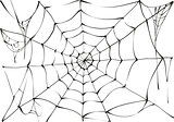 Black spider web on white background