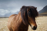 Close up of an Icelandic brown horse on a field 