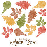Set of watercolor colorful autumn leaves